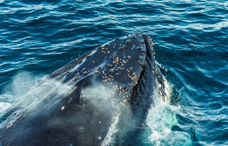 A humpback whale breaks the surface of the sea. Its breath plume and callosities are clearly visible. 
