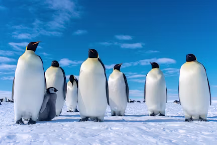 Emperor penguins at Gould Bay, Antarctica