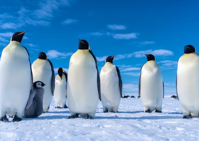 Emperor Penguins