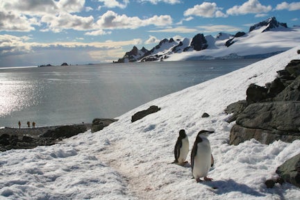 Antarctic Wildlife
