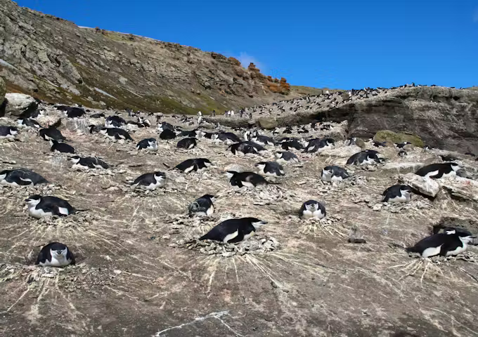 A colony of nesting chinstrap penguins at Baily Head, South Shetland Islands, Antarctica