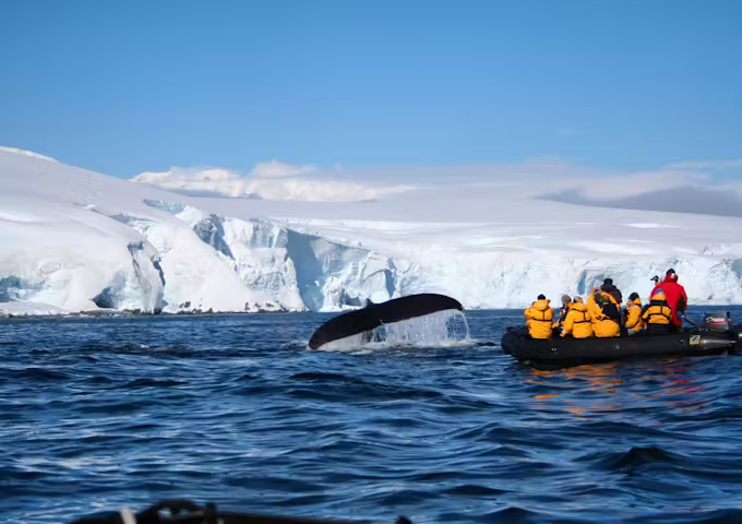 Looking at diving humpback whales from the Zodiac, Melchior Islands, Antarctica