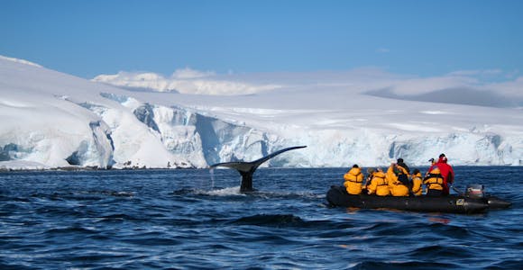 Diving humpback whale, Melchior Islands