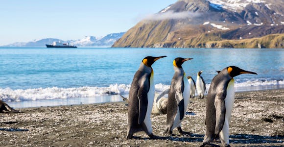 A group of three king penguins on the beach in South Georgia, with mountains in the background