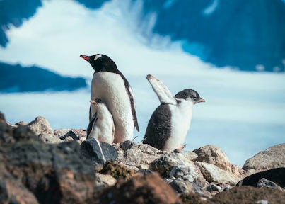 Gentoo penguin with two chicks in Antarctica