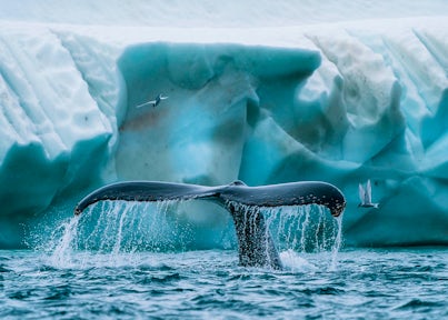 Humpback whale showing its flukes as it dives near an iceberg in Antarctica