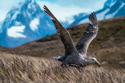 A northern giant petrel prepares to take off from the grass on South Gerogia island, against a backdrop of mountains.