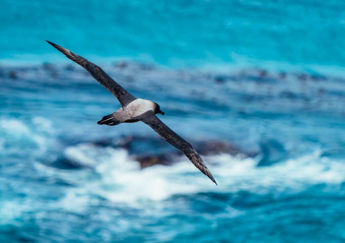 Light-mantled albatross at South Georgia