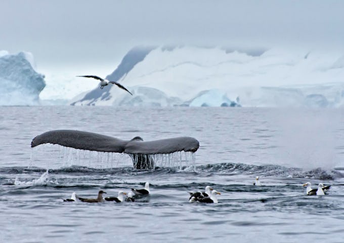 Whale sightings are a big part of Antarctica cruises