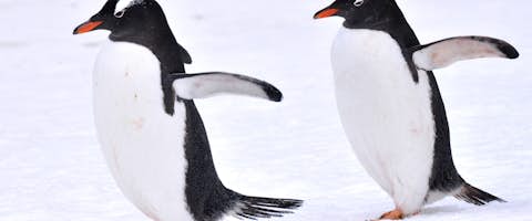 Antarctica: Fly The Drake Passage