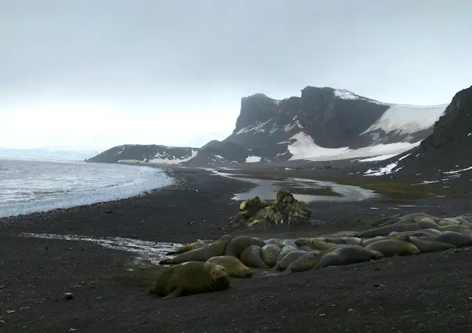 Elephant Seals at Hannah Point, South Shetlands, Antarctica