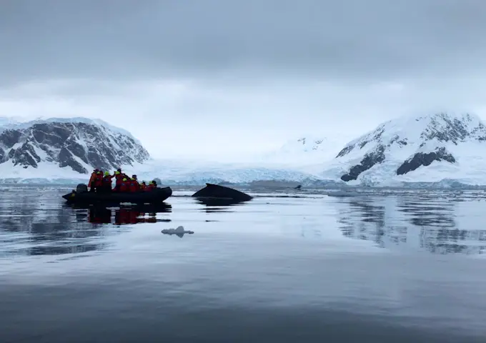 Watching humpback whales from the Zodiac, Wilhelmina Bay, Antarctica