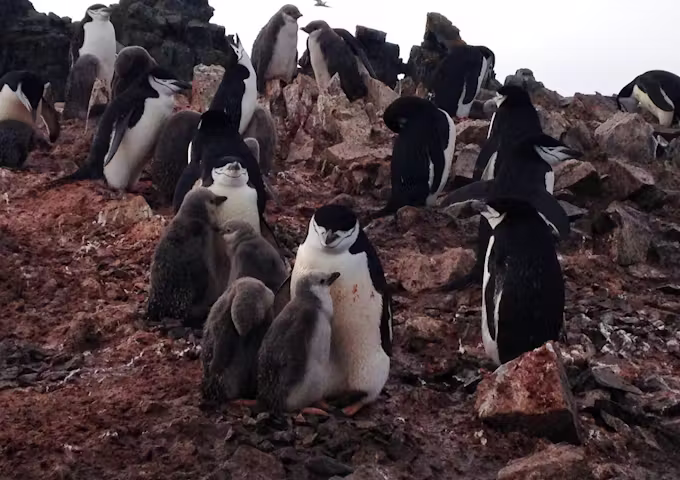 Chinstrap penguins with chicks, Antarctica