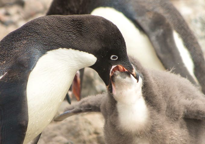 Adelie penguin feeding its chick in Antarctica in February