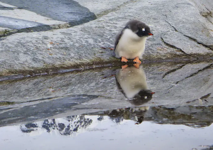 Gentoo penguin preparing to swim, Antarctica