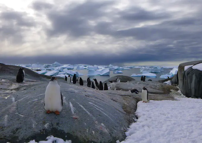 Gentoo penguins on Pleneau Island in Antarctica