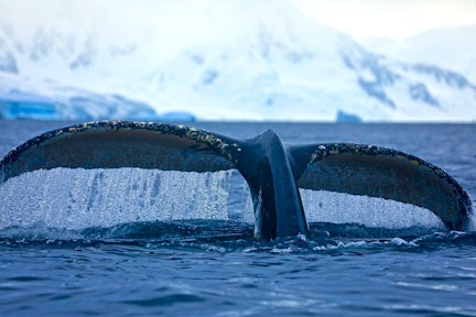 Antarctic Wildlife