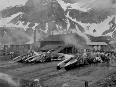Three dead whales on the flensing plan of Grytviken South Georgia during the First World War. 
