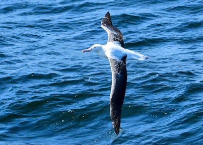 Wandering albatross on the Drake Passage