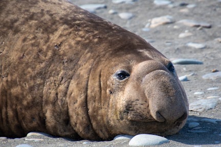 A juvenile male elephant seal snoozes on the sand on South Georgia island. His enormous nose is prominent
