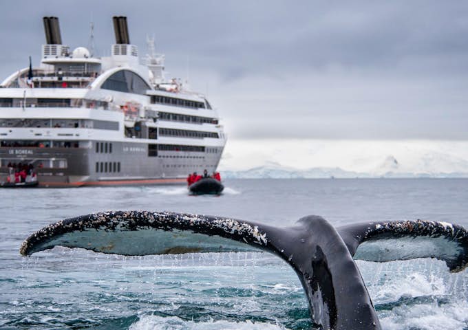 Watching whale flukes from Le Soleal cruise ship in Antarctica
