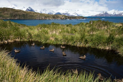Nine South Georgia pintail ducks sit on a pond surrounded by tussock grass. In the background is a bay and the mountains of South Georgia.