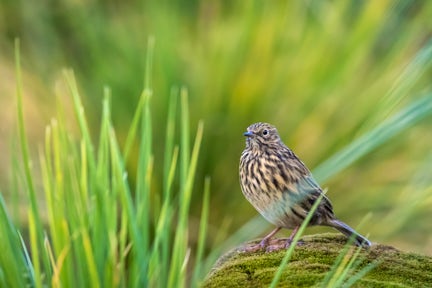 A South Georgia pipit with its speckled plumage perches on moss amid the grass on South Georgia island