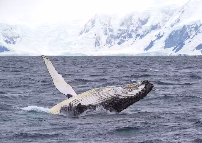Humpback whale breaching, Wilhelmina Bay, Antarctica