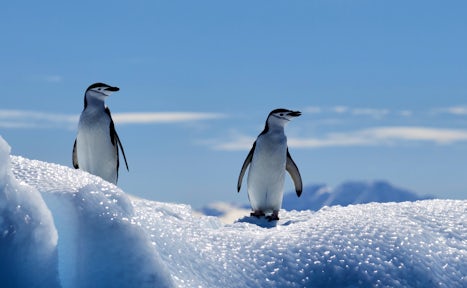 Penguins of Antarctica
