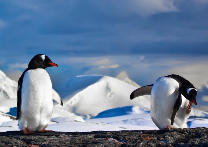Antarctic Basecamp Adventure