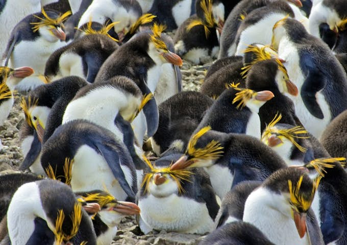 Royal penguins on Macquarie Island