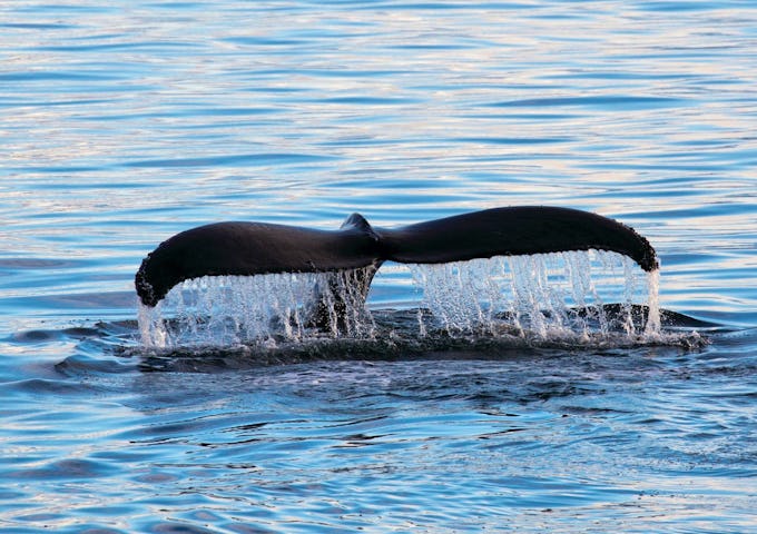 SIL_4_SIL_RTD_ANT_HUMPBACK_FLUKE