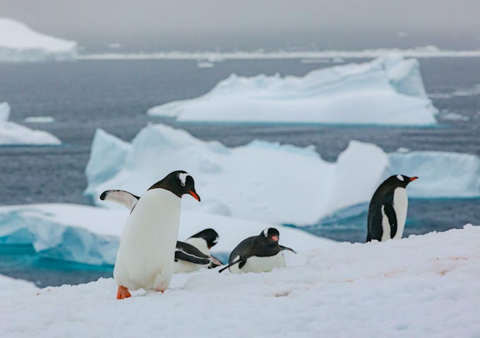 Gentoo penguins in Antarctica