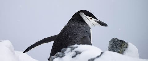 Quintessential Luxury Antarctic Sail & Fly