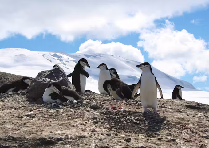 Chinstrap penguin chicks at their nest, Antarctica