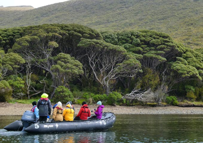 Zodiac cruising past rātā forest on Auckland Island 