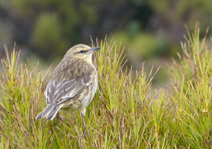 Campbell Island pipit in the New Zealand subantarctic islands