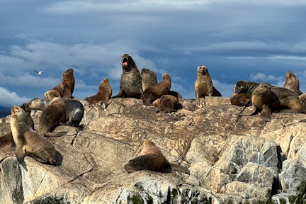 South American sea lions in the Beagle Channel