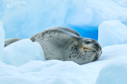 Leopard seal on an ice floe