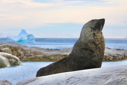 Male Antarctic fur seal