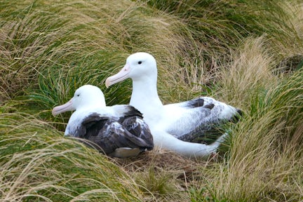 Subantarctic Islands
