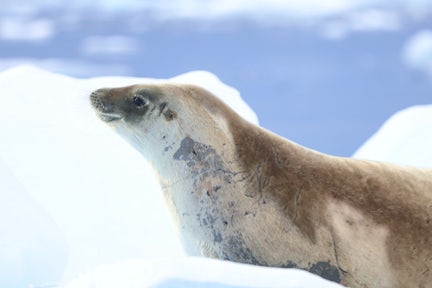Crabeater seal on ice
