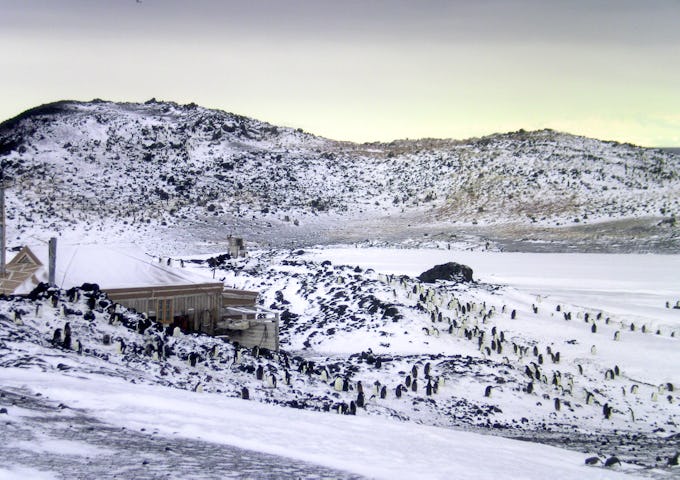 The enormous Adelie penguin colony, Cape Adare, Antarctica