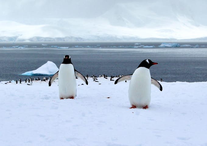 A photograph of two gentoo penguins taken by a Swoop polar expert in Antarctic 