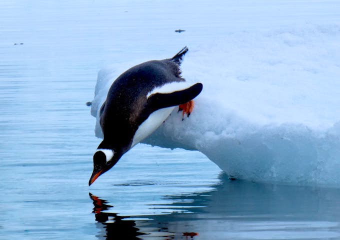 A gentoo penguin dives into the water at Paradise Harbour, Antarctica