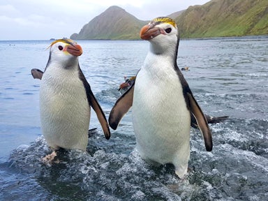 Two royal penguins walk out of the sea on Australia's sub-Antarctic Macquarie Island 