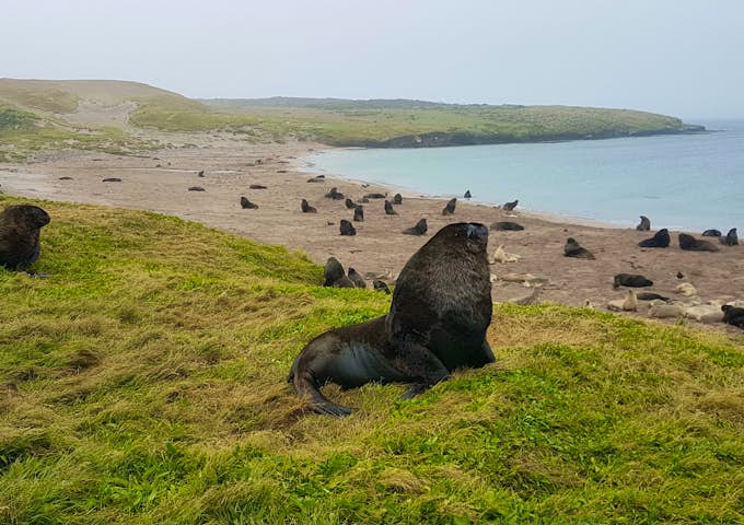 Sea lions on the beach at Enderby Island in New Zealand's Subantarctic Islands