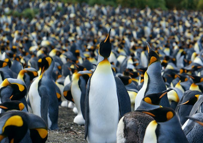 King penguins on Macquarie Island, Australia's Subantarctic island