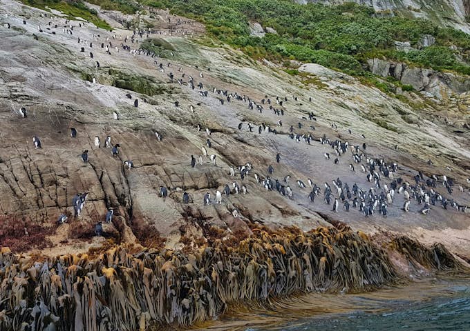 Cliffside rookery of Snares crested penguins, in New Zealand's Subantarctic islands