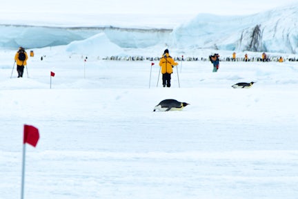 Emperor Penguins